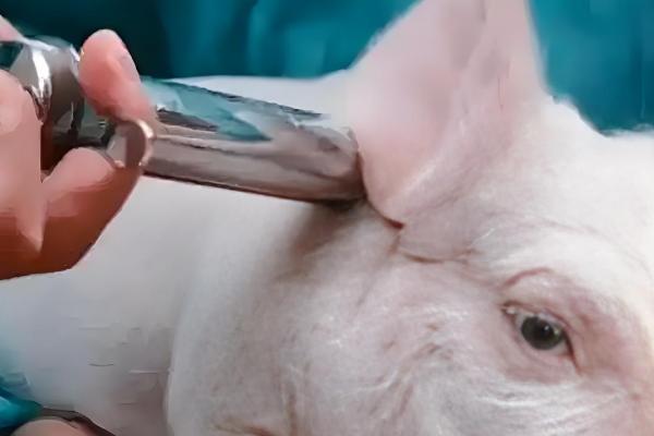 鸡有哪些饲料添加剂，常见的有维生素类添加剂、氨基酸类添加剂等