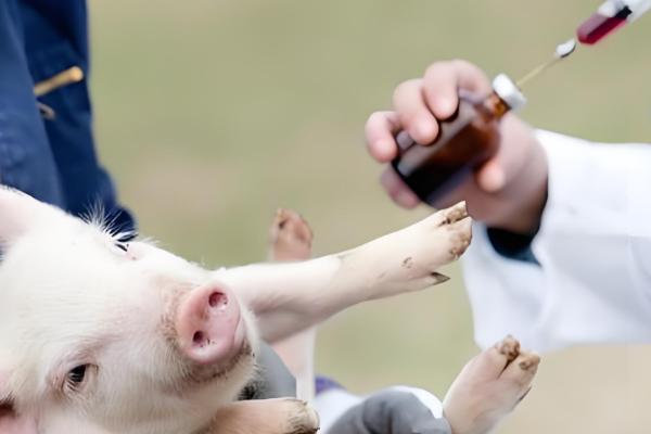 鸡有哪些饲料添加剂，常见的有维生素类添加剂、氨基酸类添加剂等