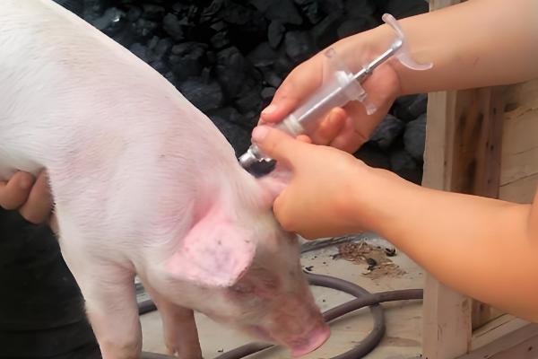 鸡有哪些饲料添加剂，常见的有维生素类添加剂、氨基酸类添加剂等