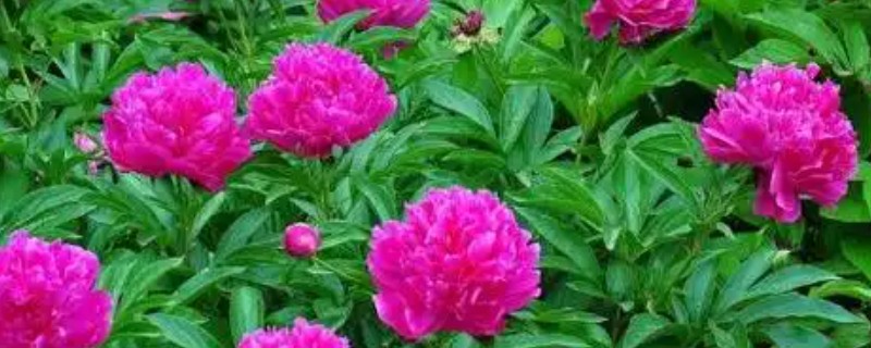芍药如何扦插才能快速生根，生长期间每个月追肥一次