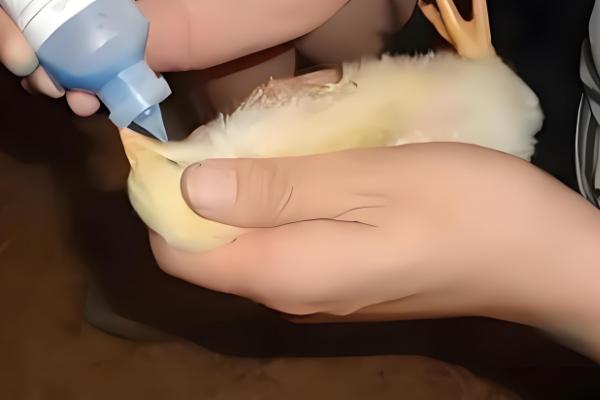 鸡有哪些饲料添加剂，常见的有维生素类添加剂、氨基酸类添加剂等