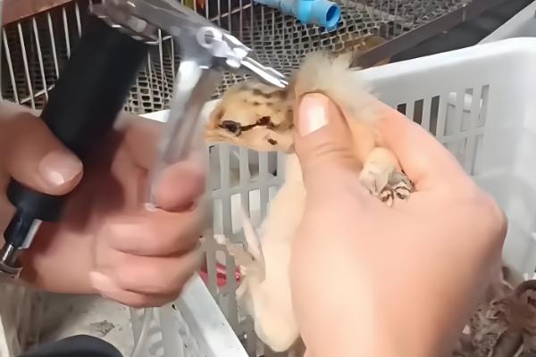 鸡有哪些饲料添加剂，常见的有维生素类添加剂、氨基酸类添加剂等