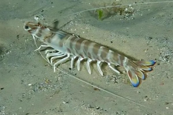 基尾虾的生活环境，栖息在底质为泥沙质的海区