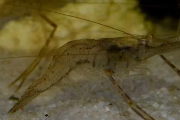 基尾虾的生活环境，栖息在底质为泥沙质的海区