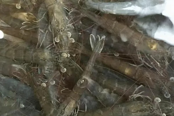 基尾虾的生活环境，栖息在底质为泥沙质的海区