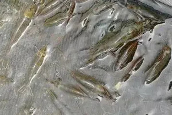 基尾虾的生活环境，栖息在底质为泥沙质的海区