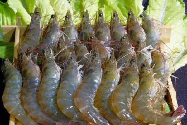 基尾虾的生活环境，栖息在底质为泥沙质的海区