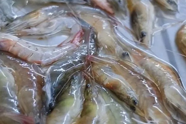 基尾虾的生活环境，栖息在底质为泥沙质的海区