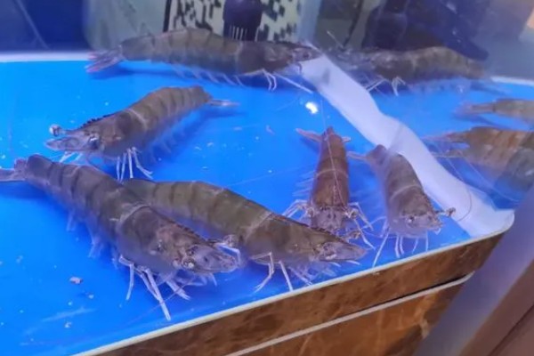 基尾虾的生活环境，栖息在底质为泥沙质的海区