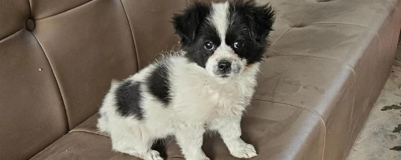 狗狗半夜叫怎么办，对于紧张不安的狗狗要安抚它的情绪