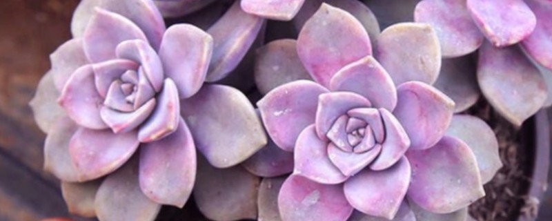 紫乐可以暴晒吗，紫乐不能暴晒