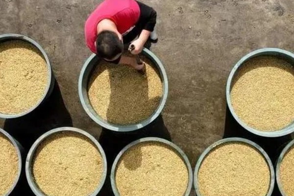 水稻怎么种植，先浸种催芽