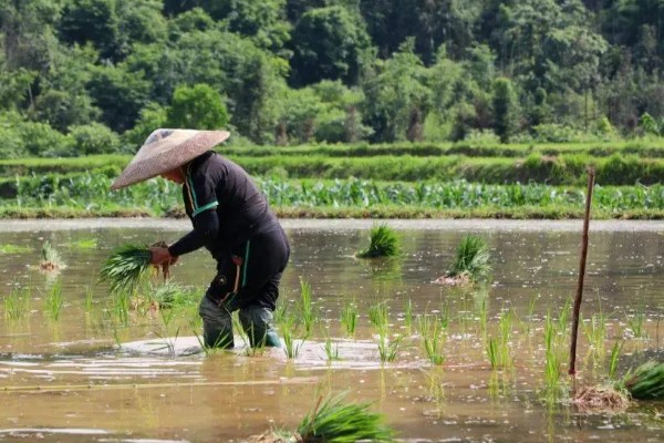 水稻怎么种植，先浸种催芽