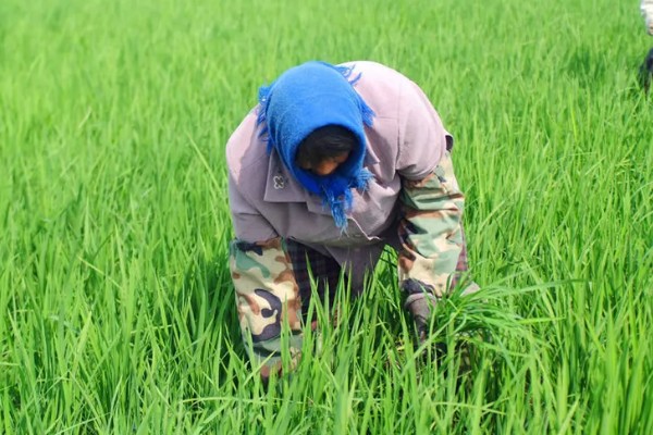 水稻怎么种植，先浸种催芽