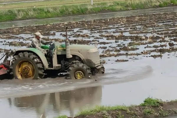 水稻怎么种植，先浸种催芽