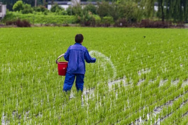 水稻怎么种植，先浸种催芽