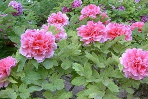 牡丹花夏天会开花吗,夏季一般不开花