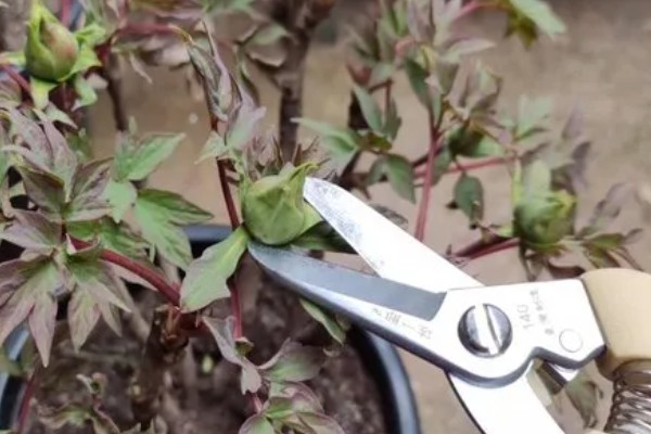 牡丹花夏天会开花吗,夏季一般不开花