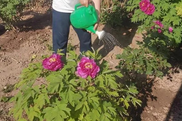 牡丹花夏天会开花吗,夏季一般不开花
