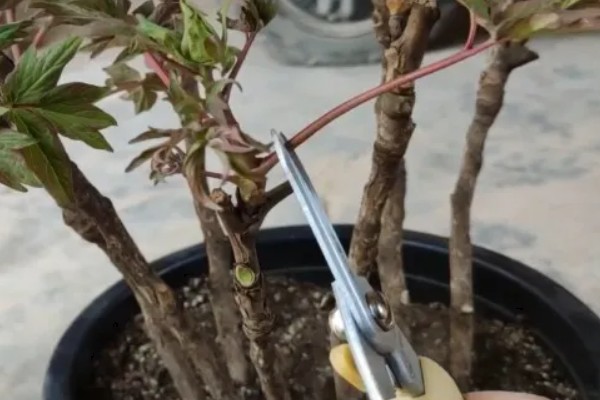 牡丹花夏天会开花吗,夏季一般不开花