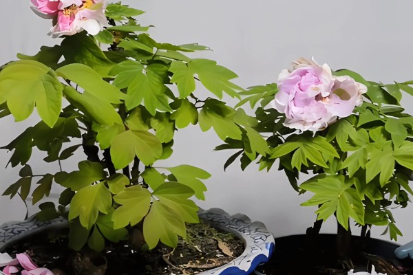 牡丹花夏天会开花吗,夏季一般不开花