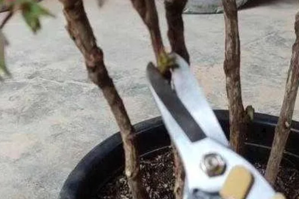 牡丹花夏天会开花吗,夏季一般不开花