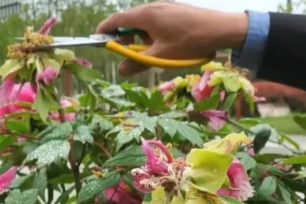 牡丹花夏天会开花吗,夏季一般不开花