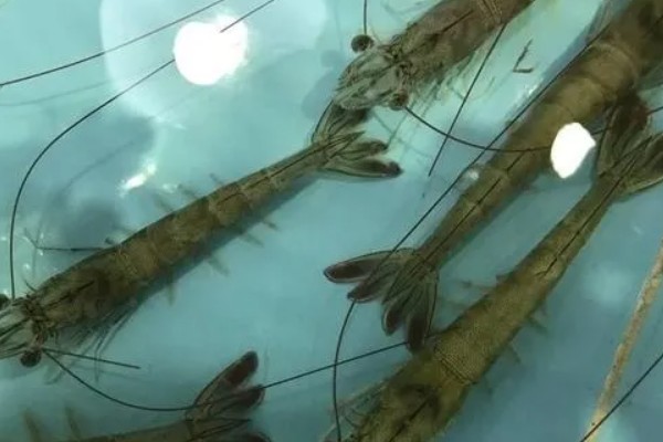 基尾虾的生活环境，栖息在底质为泥沙质的海区