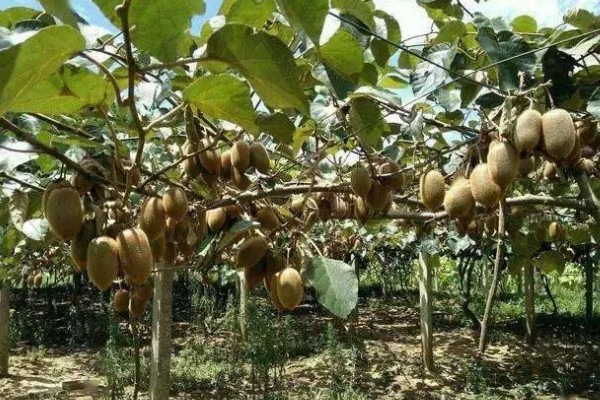 猕猴桃的亩产量，通常在1000-1500公斤左右