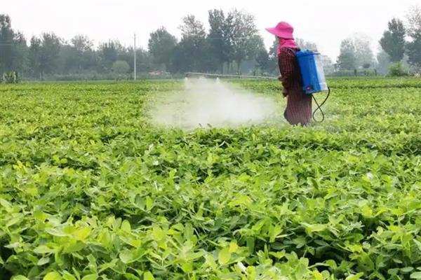 花生需要施几次肥,一般施肥4次