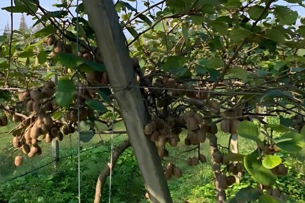 猕猴桃的亩产量，通常在1000-1500公斤左右