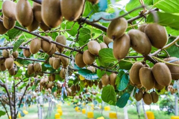 猕猴桃的亩产量，通常在1000-1500公斤左右