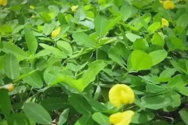 花生需要施几次肥,一般施肥4次