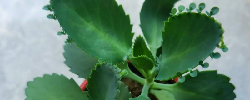 落地生根叶子发黄怎么处理，需要及时剪掉黄叶