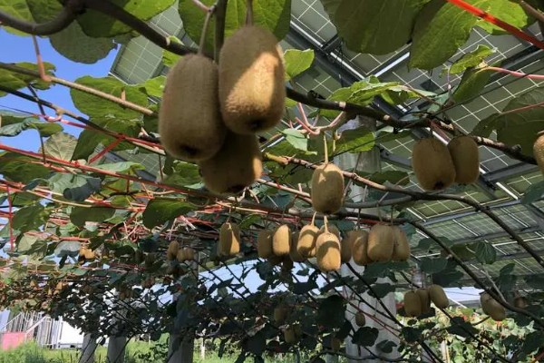 猕猴桃的亩产量，通常在1000-1500公斤左右