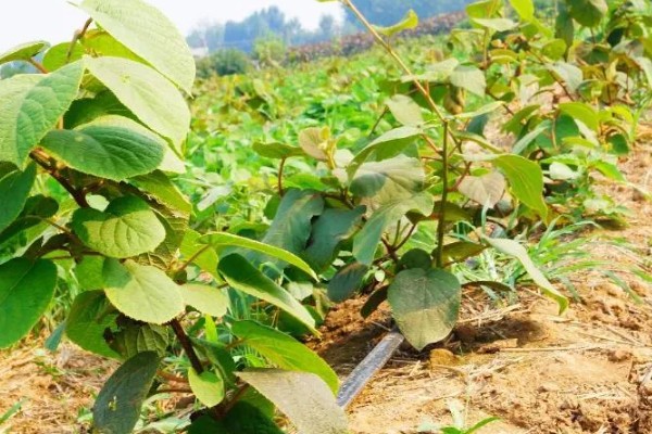 猕猴桃的亩产量，通常在1000-1500公斤左右