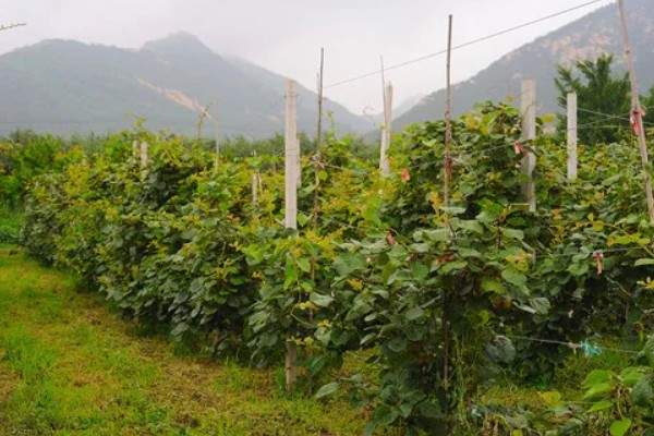 猕猴桃的亩产量，通常在1000-1500公斤左右