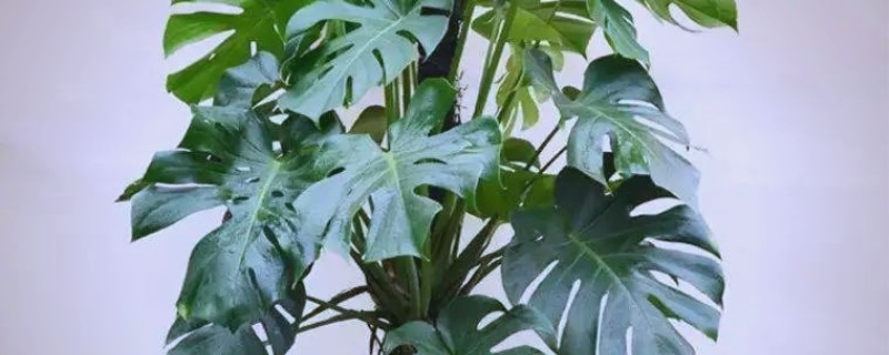 龟背竹长虫子如何解决，人工清除虫体和虫卵或喷施杀虫剂