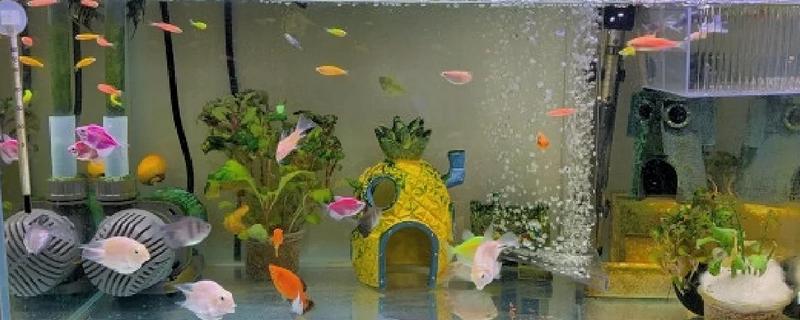 怎么养鱼水不会浑浊，需要定期给它换水