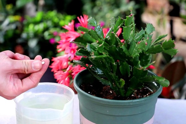 蟹爪兰花怎样养，适宜温度为25度左右