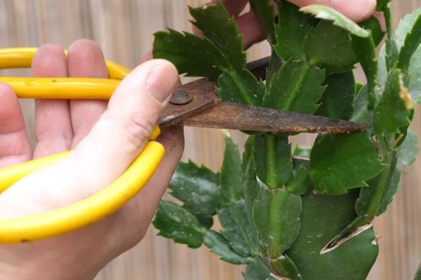 蟹爪兰花怎样养，适宜温度为25度左右