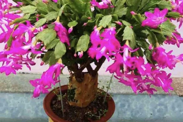 蟹爪兰花怎样养，适宜温度为25度左右