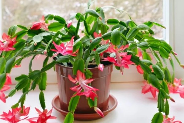 蟹爪兰花怎样养，适宜温度为25度左右