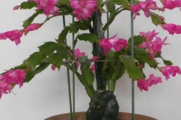 蟹爪兰花怎样养，适宜温度为25度左右