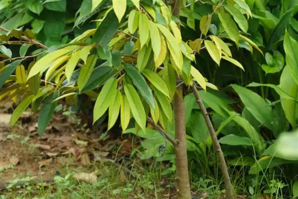 北方可以种榴莲树苗吗,在北方可以种