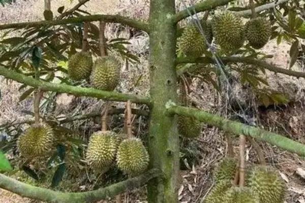 北方可以种榴莲树苗吗,在北方可以种