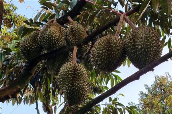 北方可以种榴莲树苗吗,在北方可以种