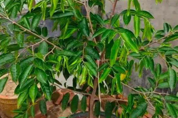 北方可以种榴莲树苗吗,在北方可以种