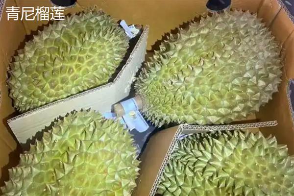 北方可以种榴莲树苗吗,在北方可以种