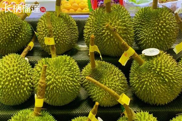 北方可以种榴莲树苗吗,在北方可以种